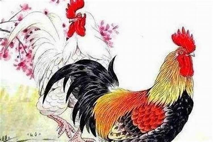 女属鸡和什么属相合婚好？