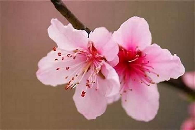 怎样看流年大运桃花？