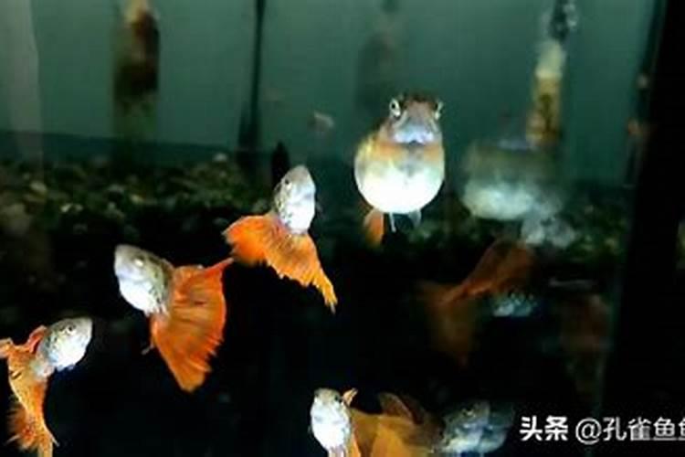探秘自然征兆：小鱼下崽的命理奥秘？