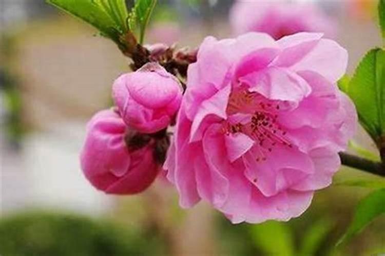 女人桃花旺怎么办？