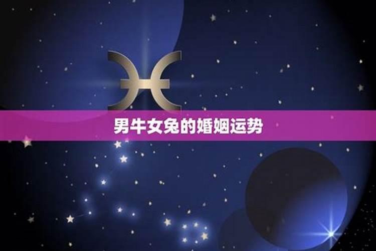 女兔和牛男合婚的八字命理分析