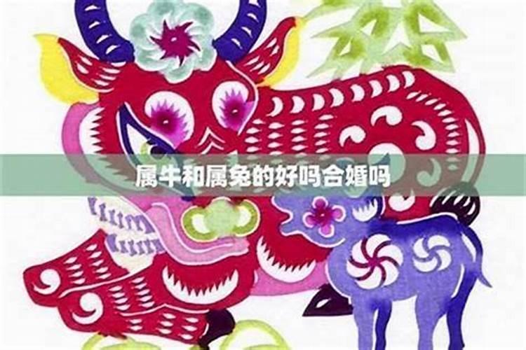八字命理解析：属狗与属兔的合婚可能性及其影响