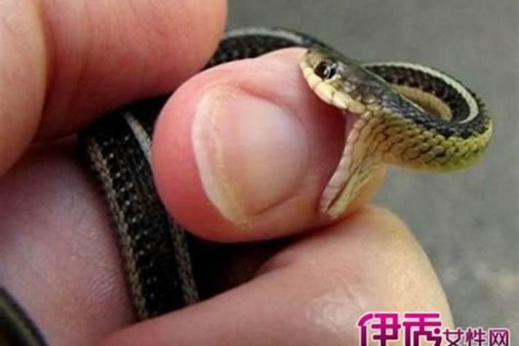 解梦之旅：梦见被蛇咬手的含义与启示
