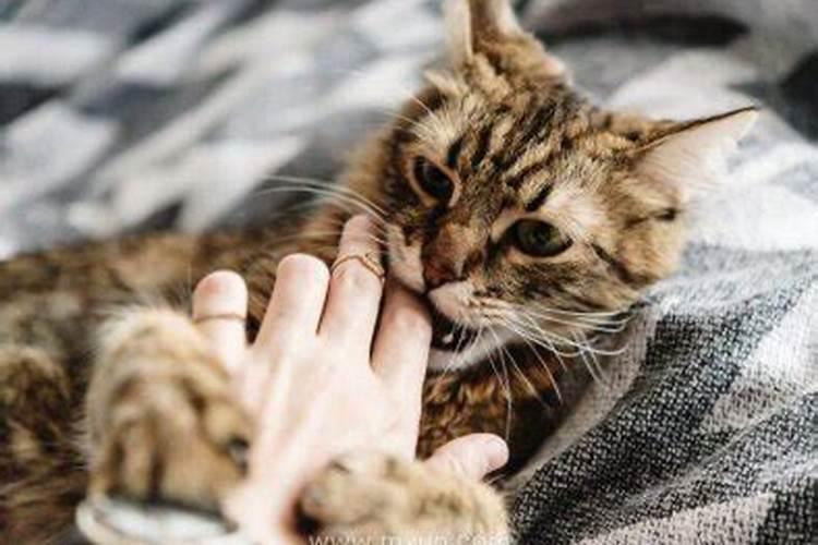 揭秘梦境之谜：梦见猫咬手的深层含义
