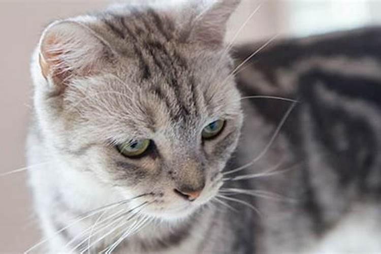 老人梦到猫是什么征兆？