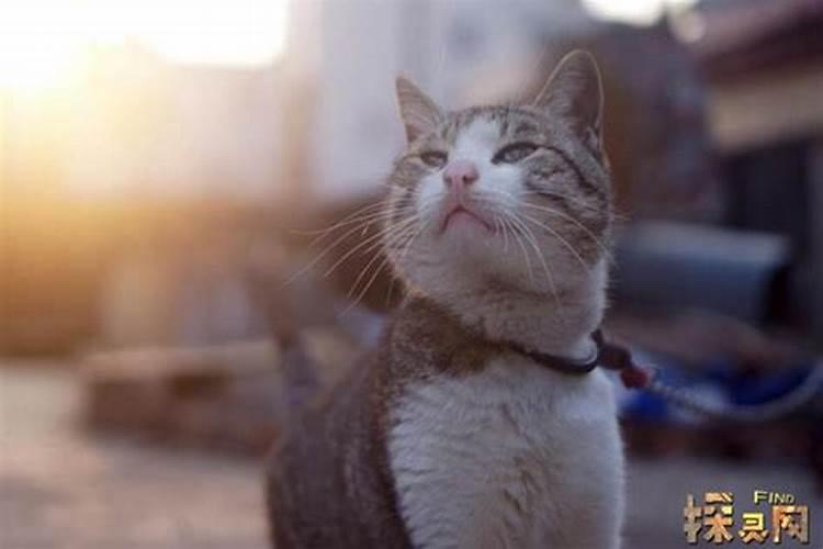 家里进猫代表什么预兆？