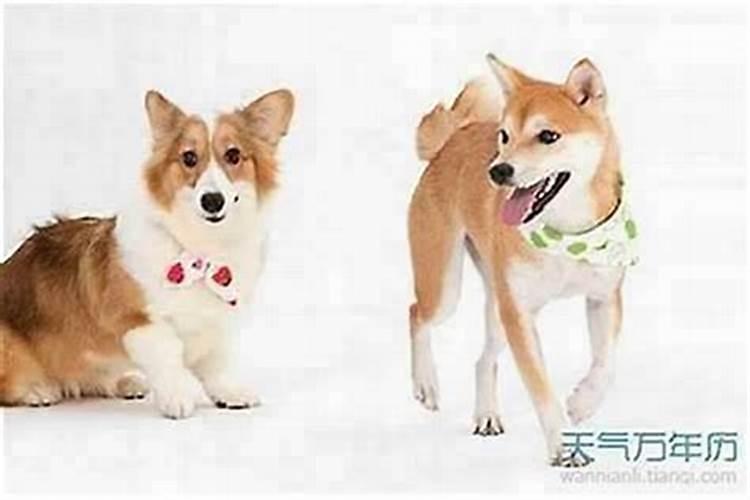 算一下婚姻狗和狗配吗？