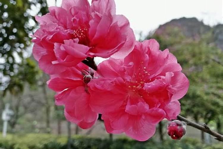 命中有桃花劫会离婚吗？