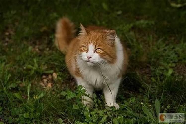 什么属相家里不适合养猫？
