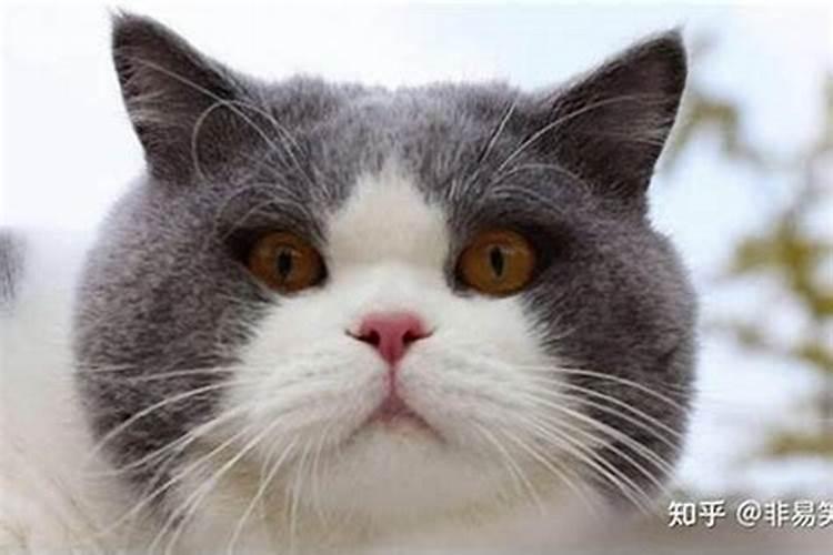 猫来家门口：探寻神秘预兆与命理学的奥妙？