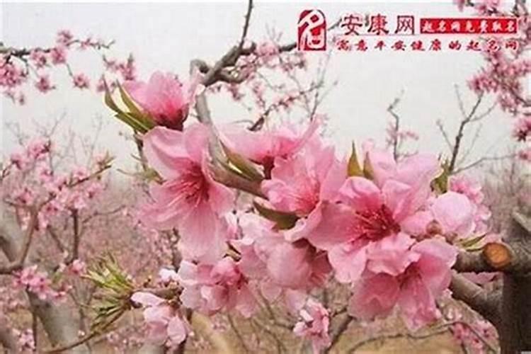 八字带桃花的男人婚姻好吗？