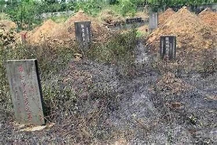 荫泽后人：风水视角下的坟地植树与家族兴旺之道