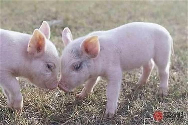 鼠猪婚配：八字命理解析与建议