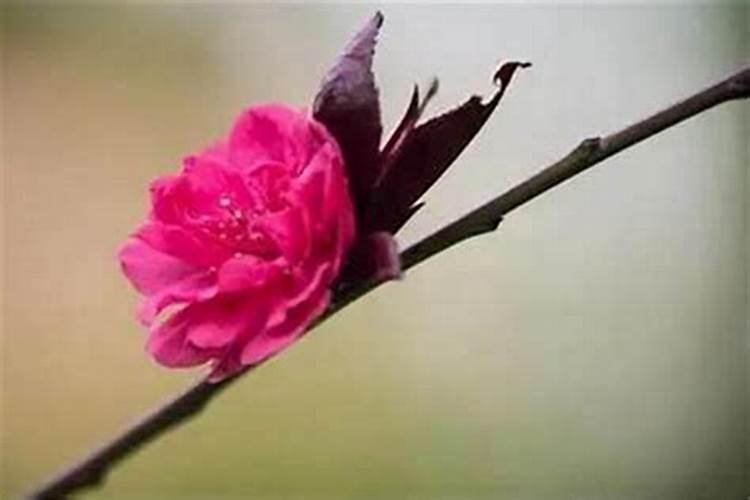 本命年财运不好如何化解桃花劫？