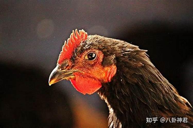 十二生肖女中，哪个生肖女最会赚钱？