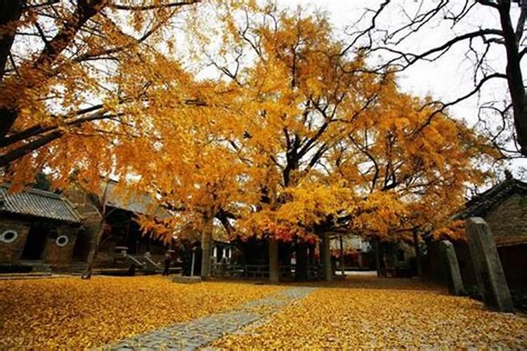 大门口种什么树对风水好又招财？