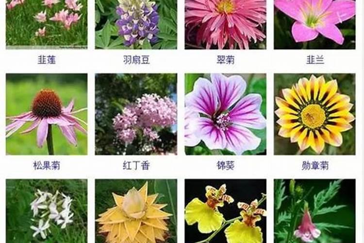 揭秘花语：哪些花卉能助你事业运一路高升？