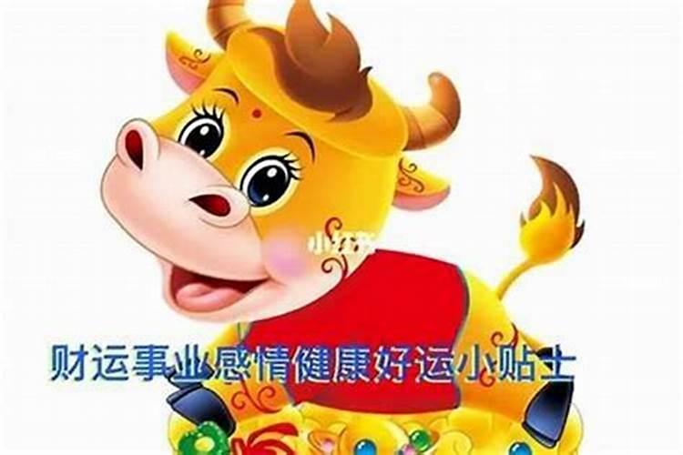 属牛36本命年要注意什么？