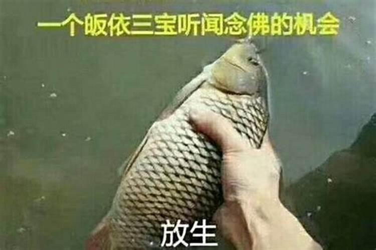 如何放生,放生有何讲究？