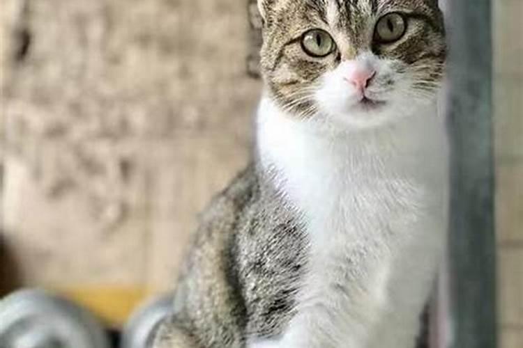 梦境中的小花猫：探索潜意识的温柔使者