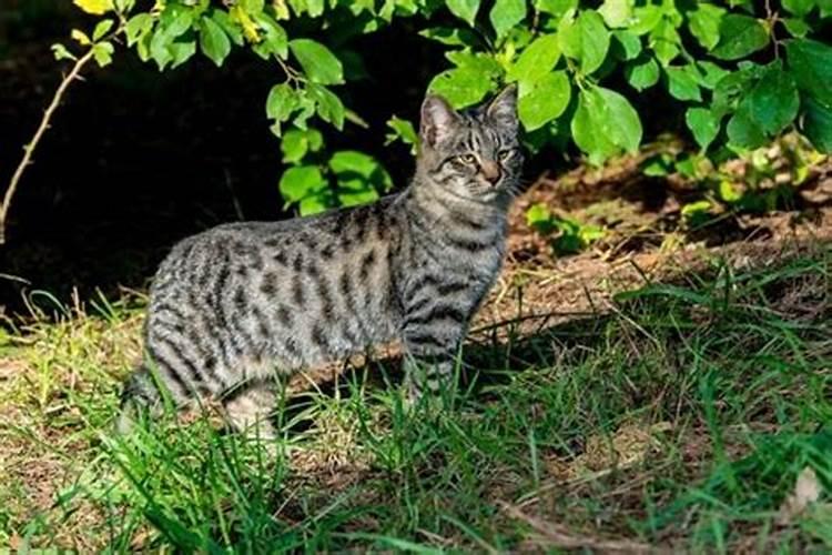 梦见小花猫是什么意思？
