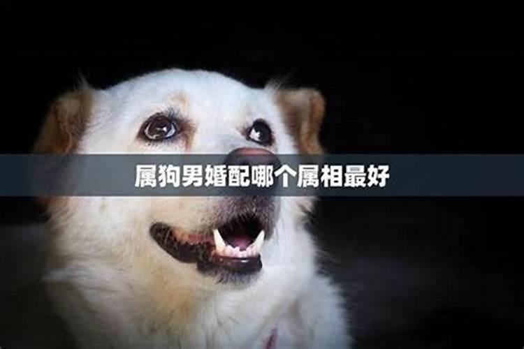 女属狗最佳婚配前十名揭晓