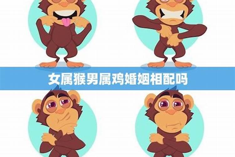 女猴男鸡婚姻相配吗？