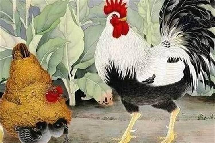 属鸡如何防小人有哪些有效的方法？