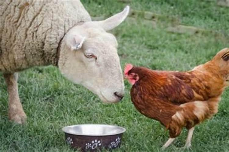 羊兔之缘：探讨属羊人和属兔人的合婚之道