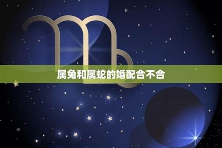 老公属蛇老婆属兔的婚配合不合