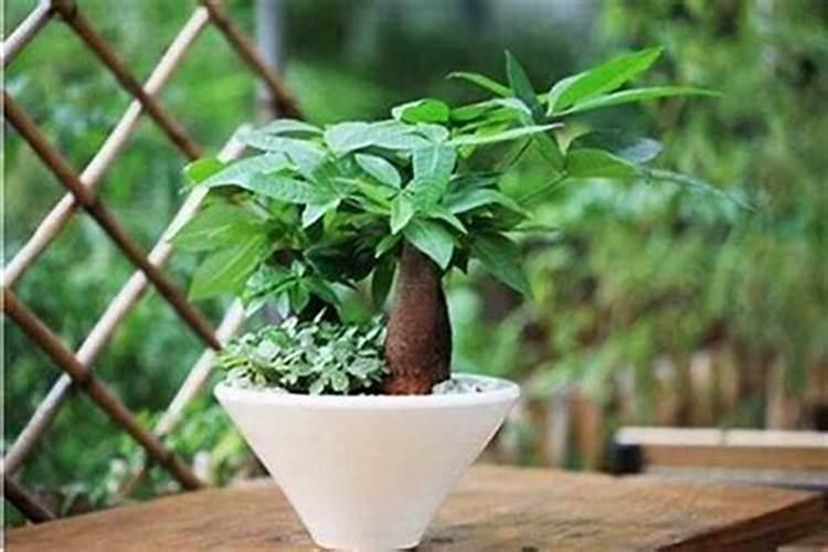 风水上放什么植物最旺学业？