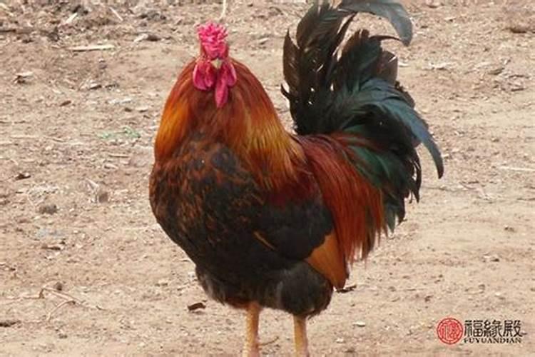 金鸡玉犬难逃避,合婚双份不可迁,多灾多难？