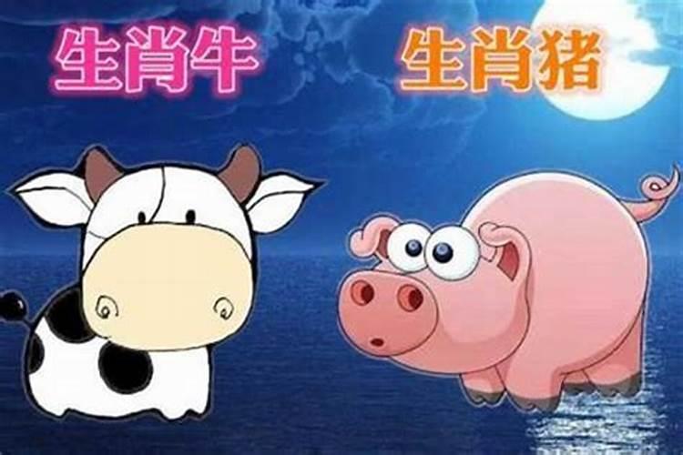 猪和羊的属相适合做夫妻吗？