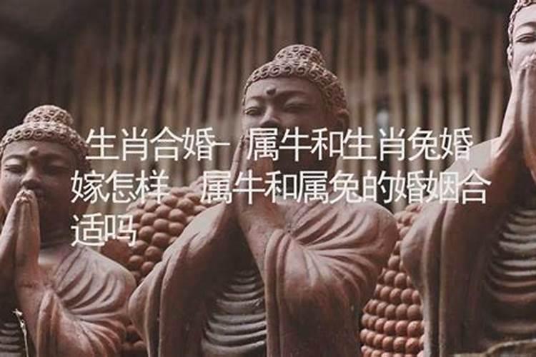 属牛的与属兔的八字合婚怎么样性格合不合？