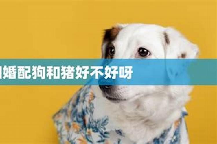 猪狗属相婚配好不好？